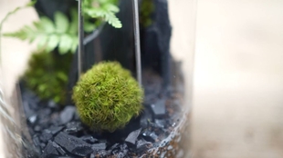 苔藓教程 用插花泥来养苔藓 哔哩哔哩 つロ干杯 Bilibili