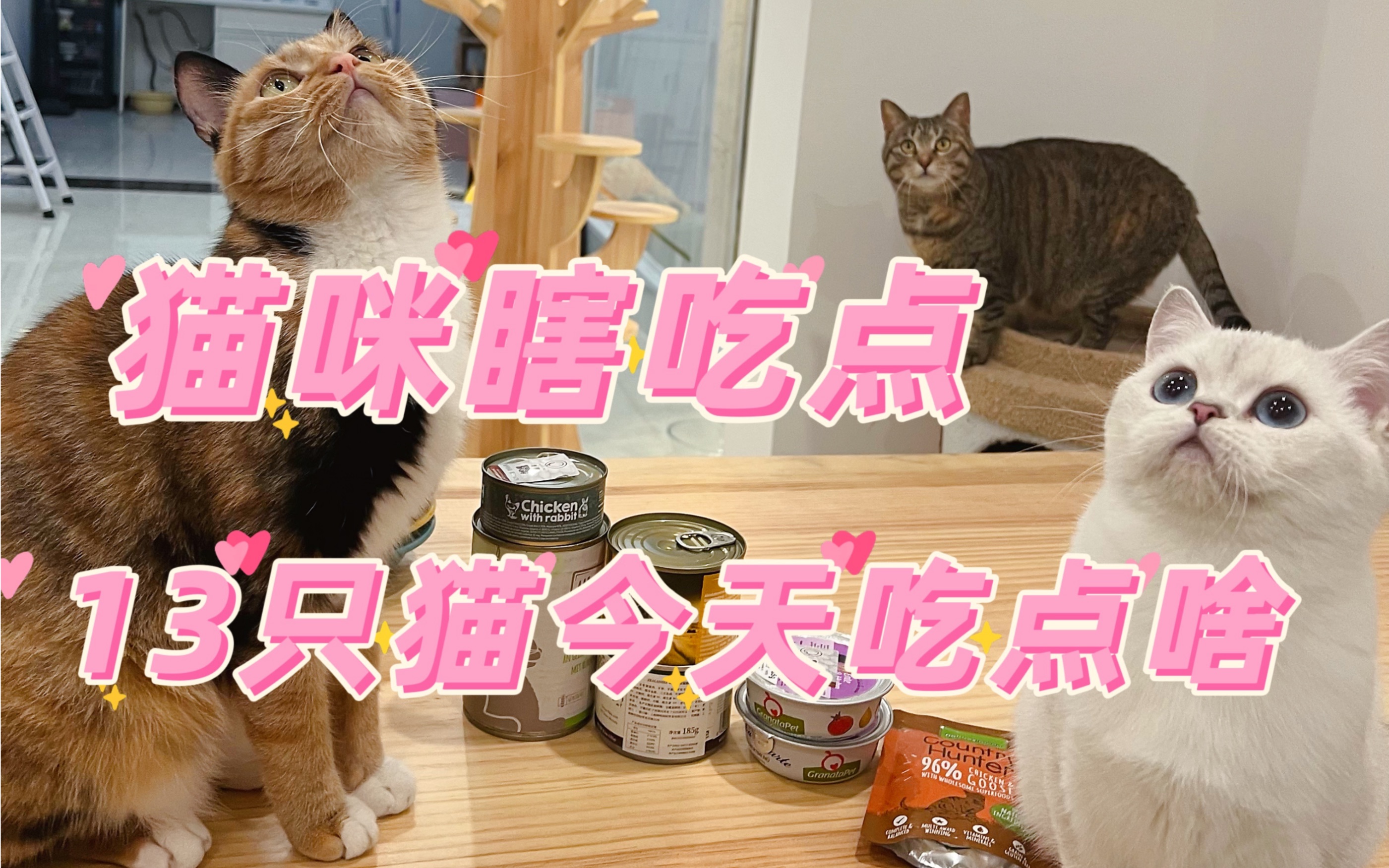 猫咪瞎吃点3|13只猫今天吃点啥|祝大家情人节快乐哦~哔哩哔哩bilibili