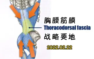 胸腰筋膜 搜索结果 哔哩哔哩 Bilibili 胸腰筋膜 搜索结果 哔哩哔哩 Bilibili