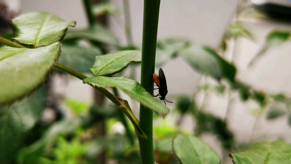 月季茎蜂_哔哩哔哩_bilibili
