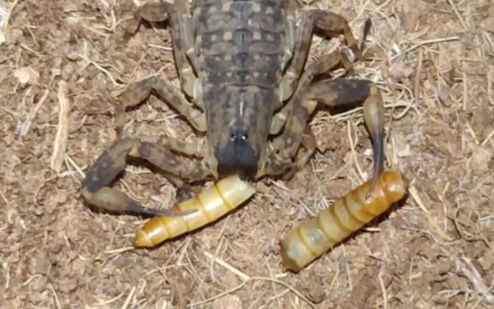 海南双针蝎喂食