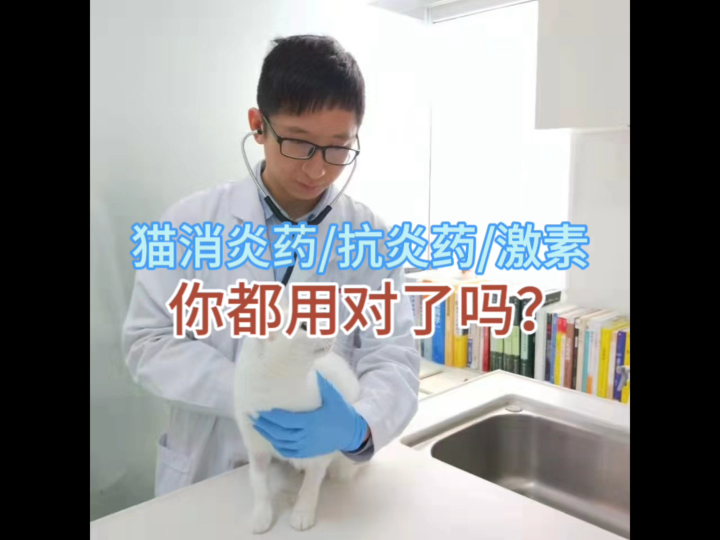 猫咪消炎药/抗炎药/激素区别哔哩哔哩bilibili