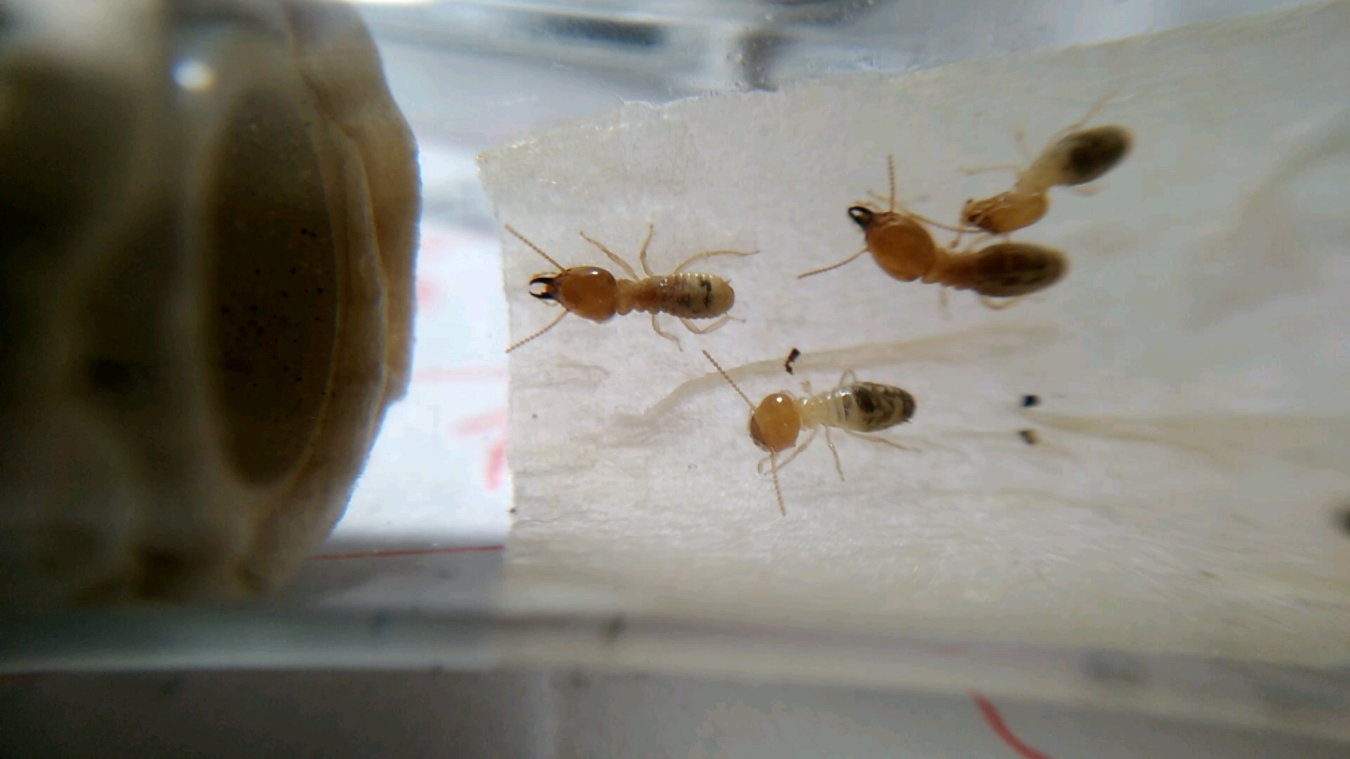 大头蚁捕食白蚁