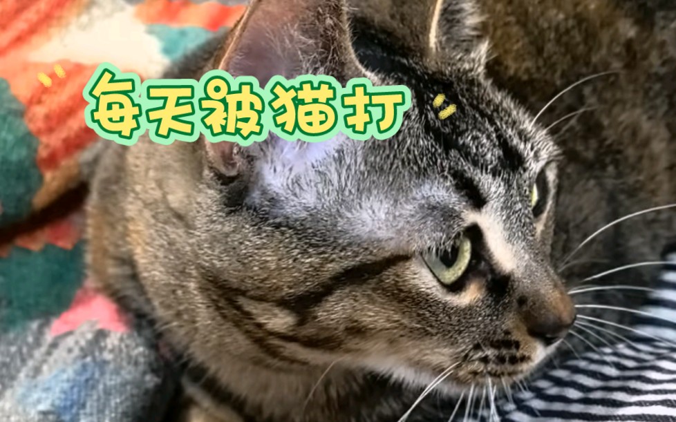 0元购的小猫咪又来抢我躺椅哔哩哔哩bilibili