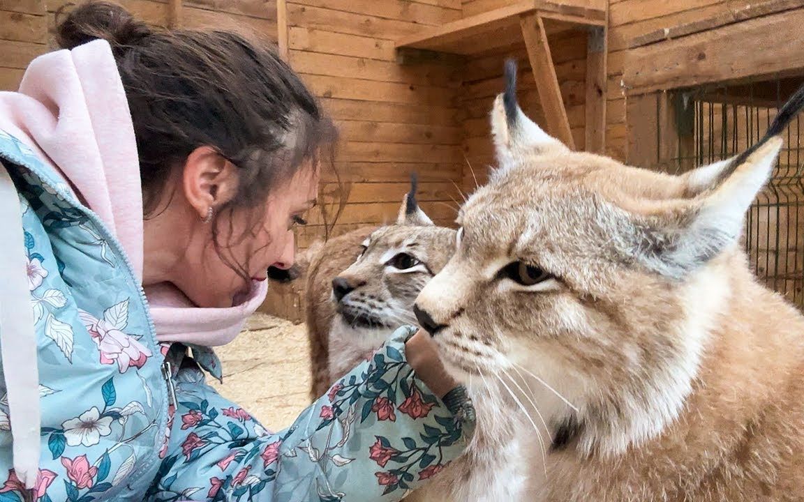 『猞猁姐姐』20230510--汉娜和乌姆卡黏着姐姐不放