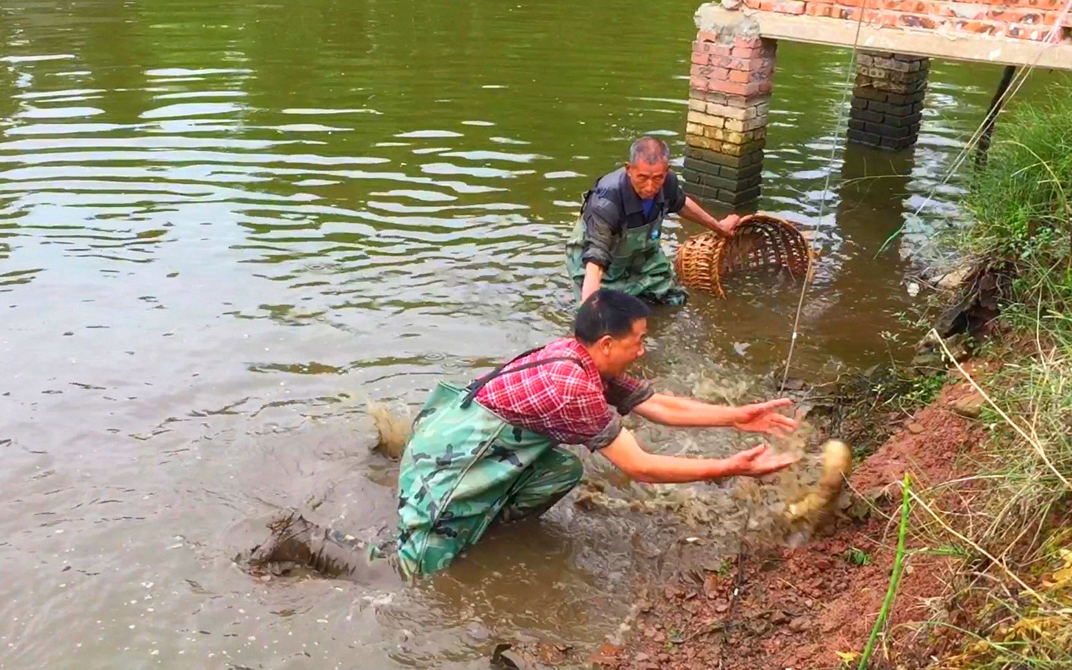 池塘鱼真多大哥徒手就抓住一条5斤大草鱼这样抓鱼才过瘾