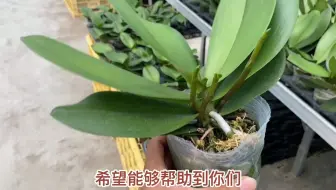 向下生长的蝴蝶兰花梗跟进 哔哩哔哩 Bilibili