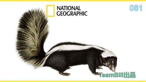Teambill词汇课 国家地理081 臭鼬skunk 图文英语 词汇课四六级雅思托福考研高考高频词汇口语美国英国nationalgeographic阅读题源 哔哩哔哩 Bilibili
