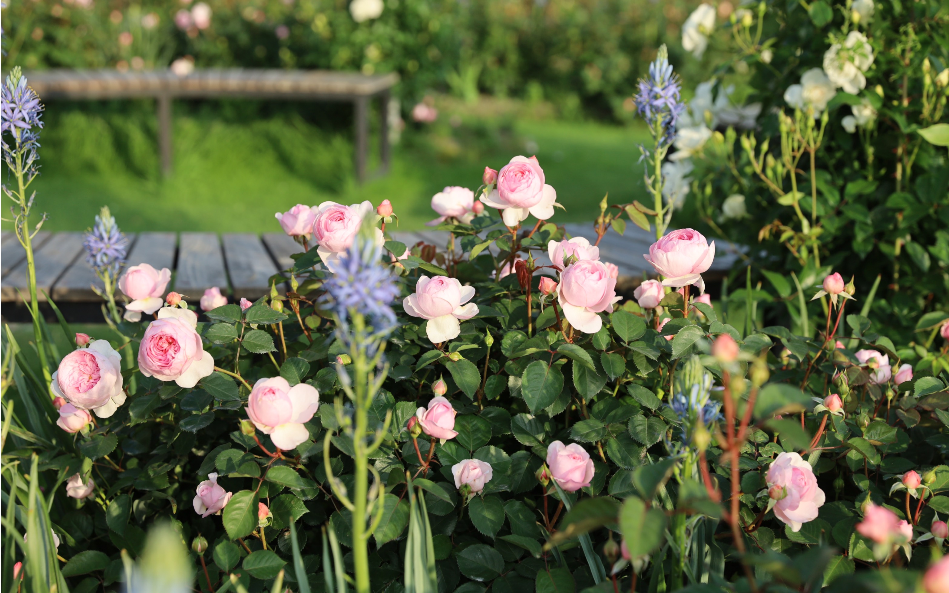 月季奥利维亚群开