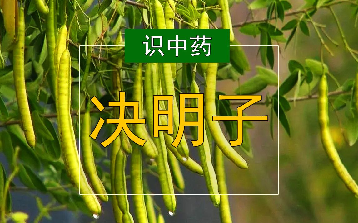 决明子:为豆科植物决明或小决明的干燥成熟种子.哔哩哔哩bilibili