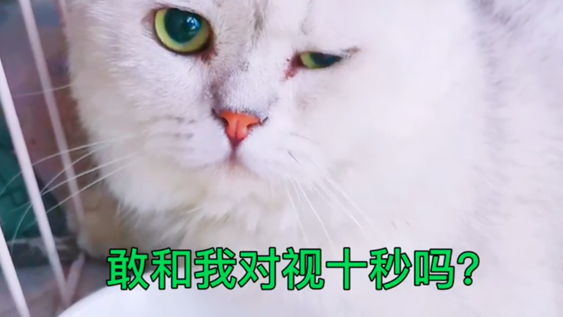 活动作品魔法猫咪悠米