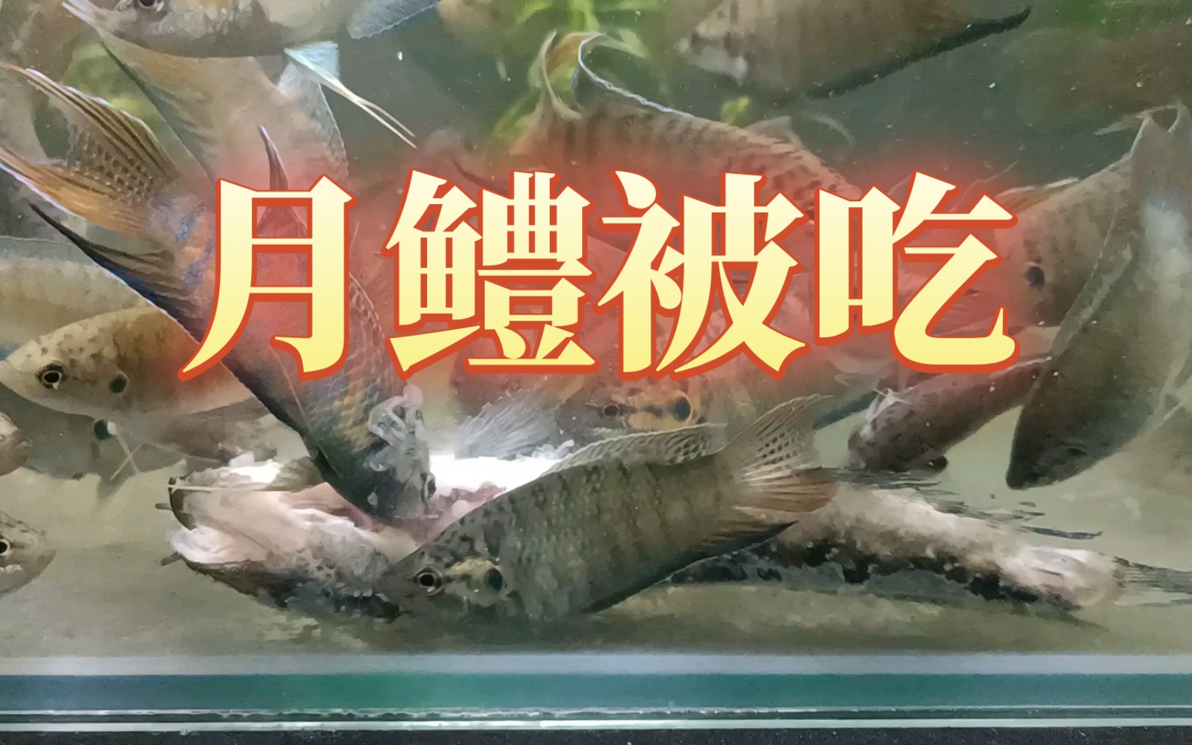月鳢被叉尾斗鱼吃了
