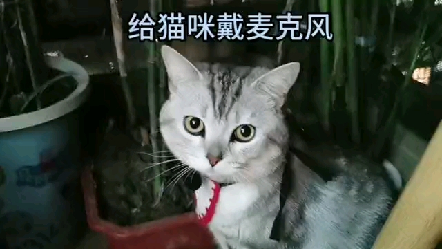 你们都想听猫咪叫“妈”,这次让你们听听到底叫的像不像!哔哩哔哩bilibili