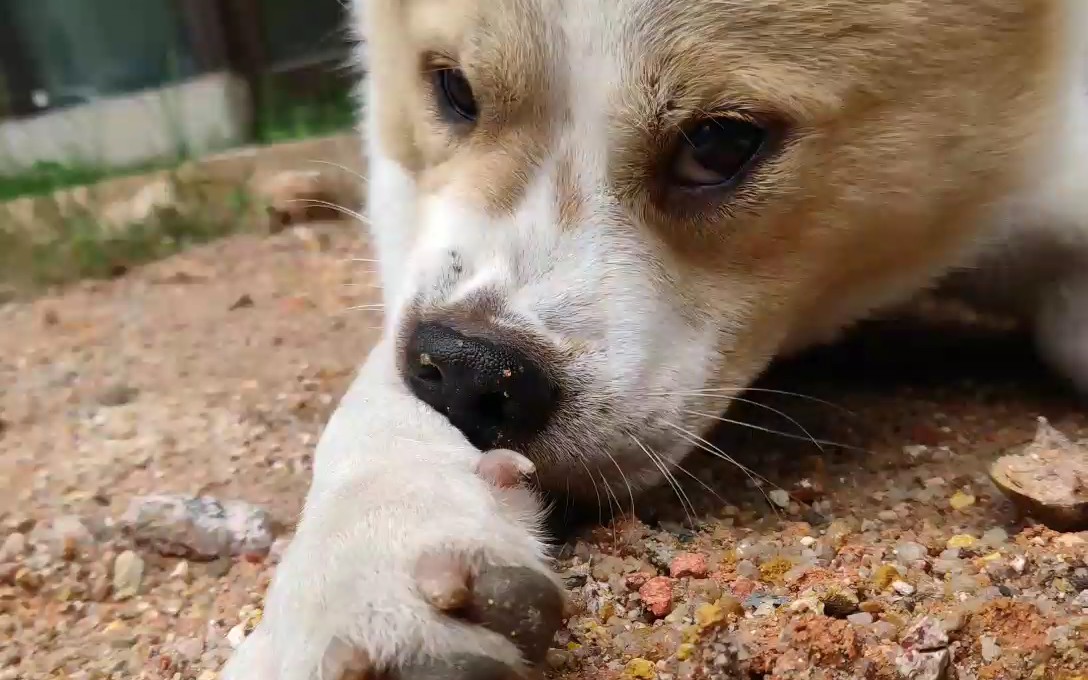 正在享受吃土的立白