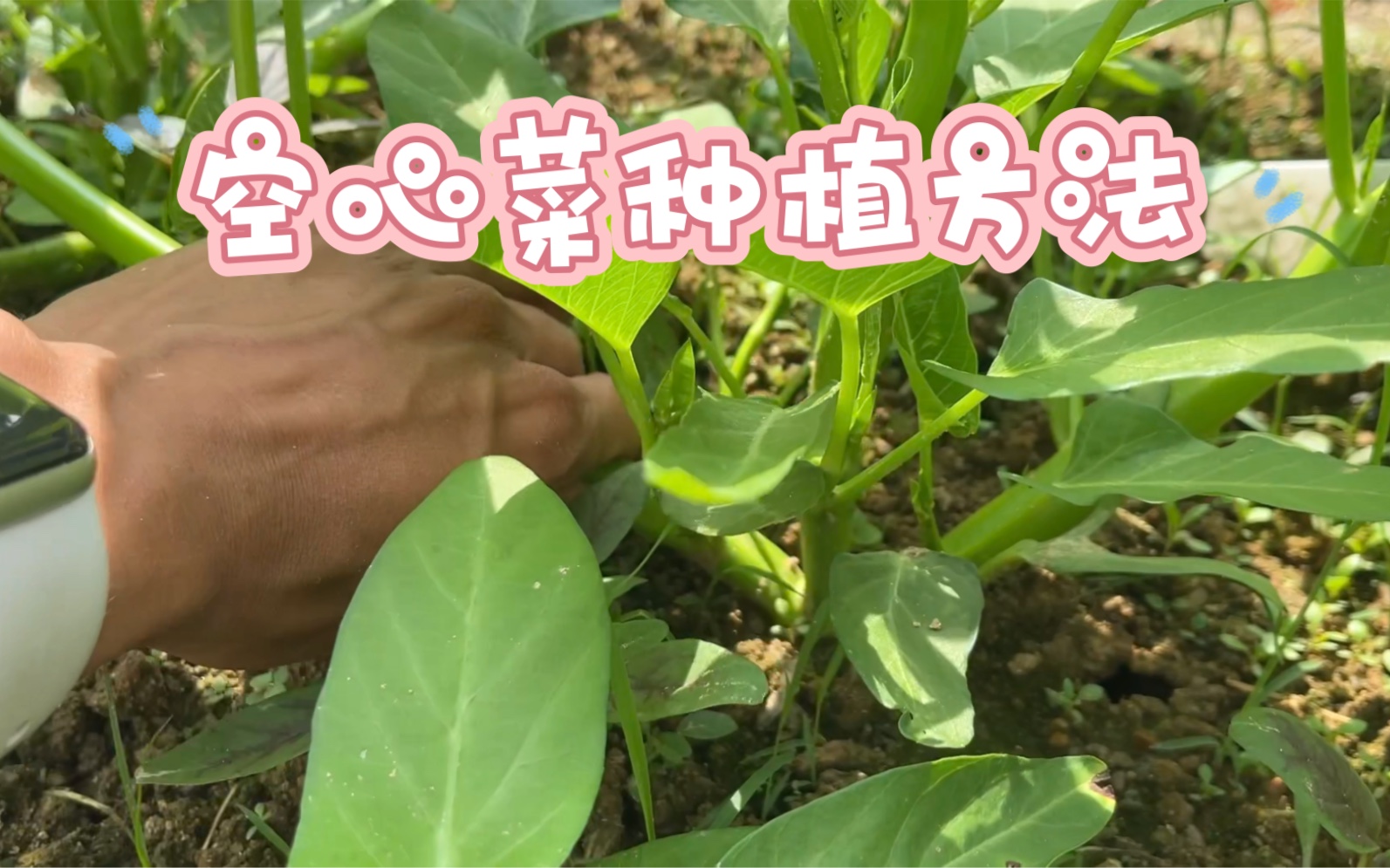 从种子到成熟,空心菜种植方法全过程哔哩哔哩bilibili