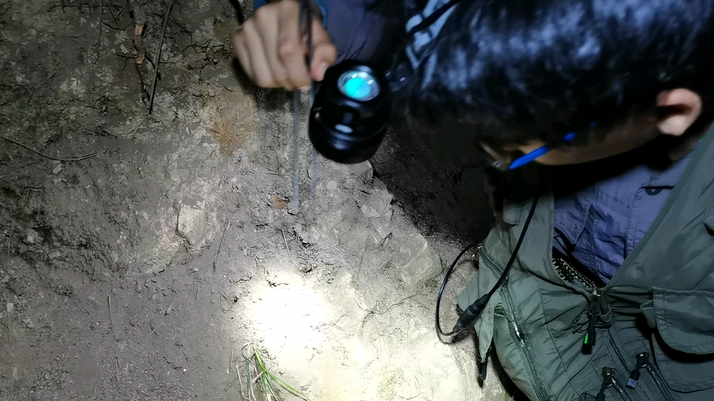 青龙山夜观偶遇抱卵肥螋_哔哩哔哩_bilibili