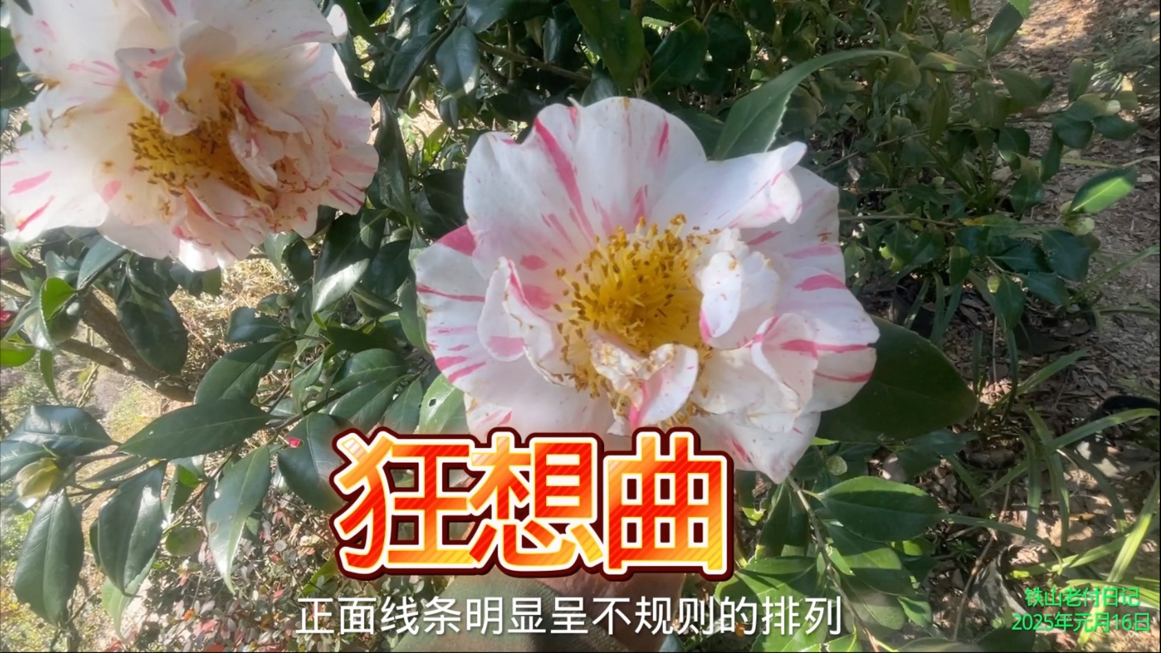 茶花品种名称