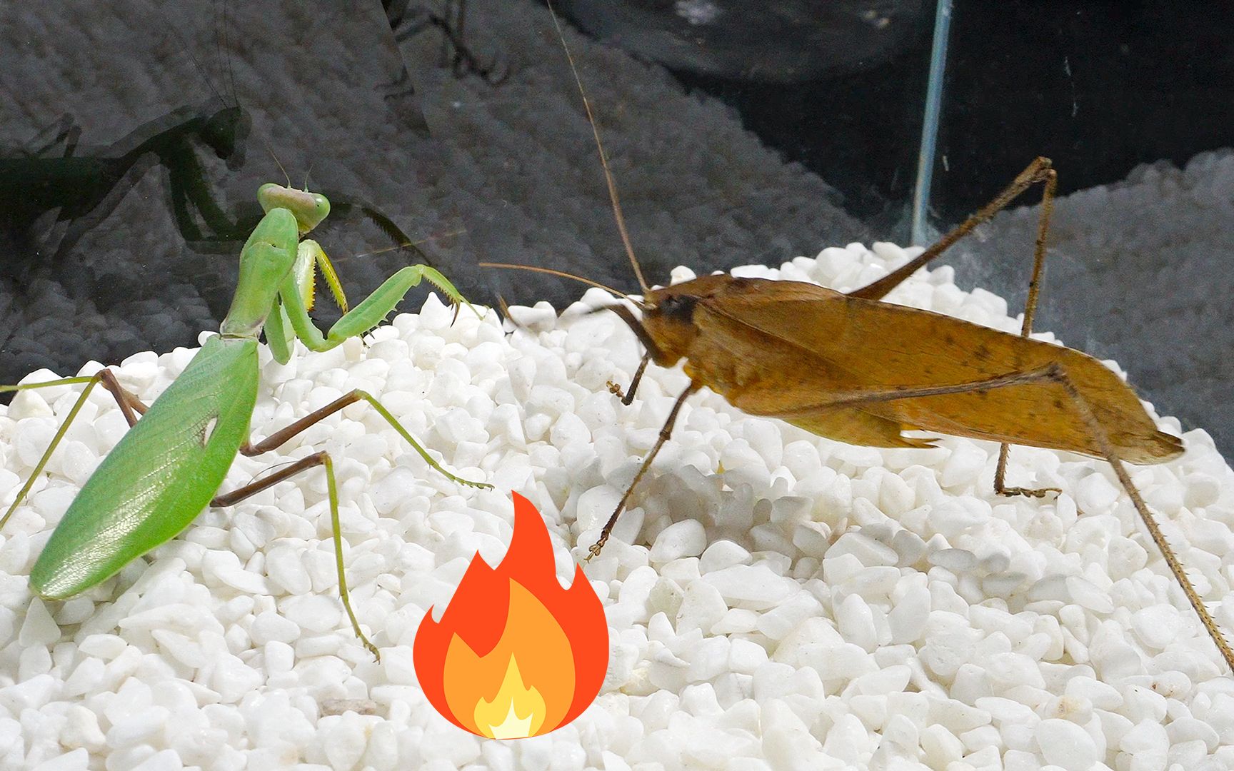 螳螂vs纺织娘螳螂能否捍卫尊严