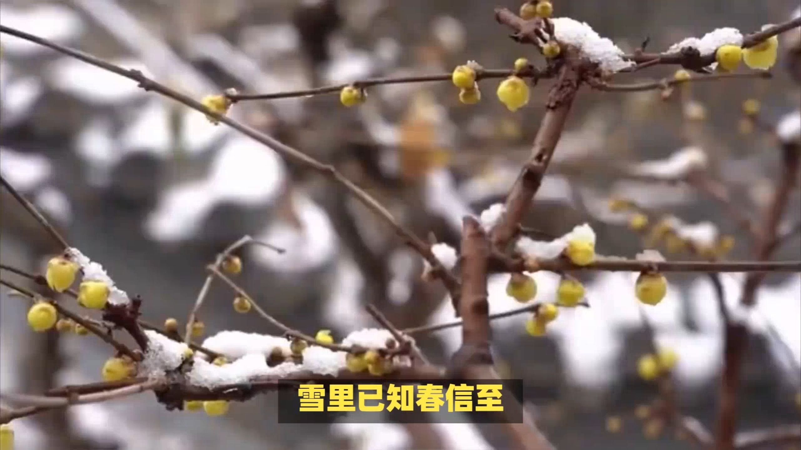 [图]渔家傲（雪里己知春消息）赏析