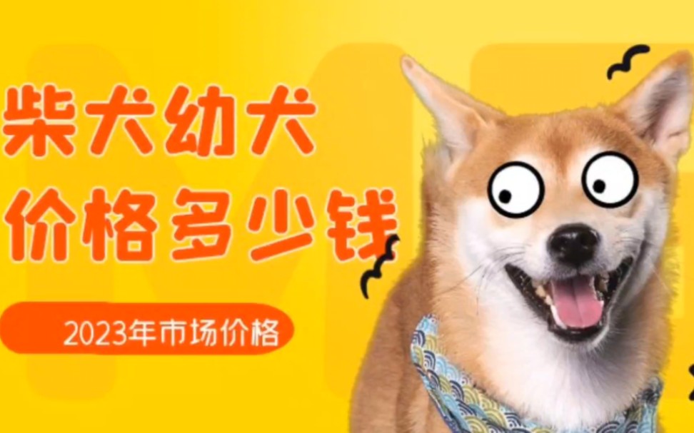 柴犬幼犬价格多少钱一只?哔哩哔哩bilibili