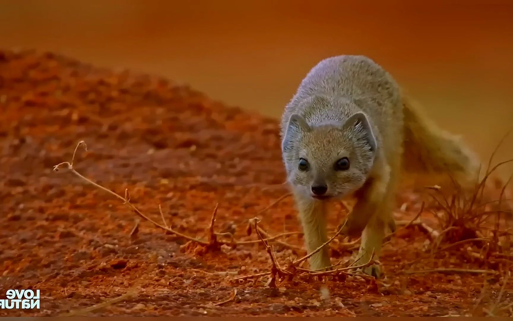 蛇再大,是不是也干不过蛇獴?