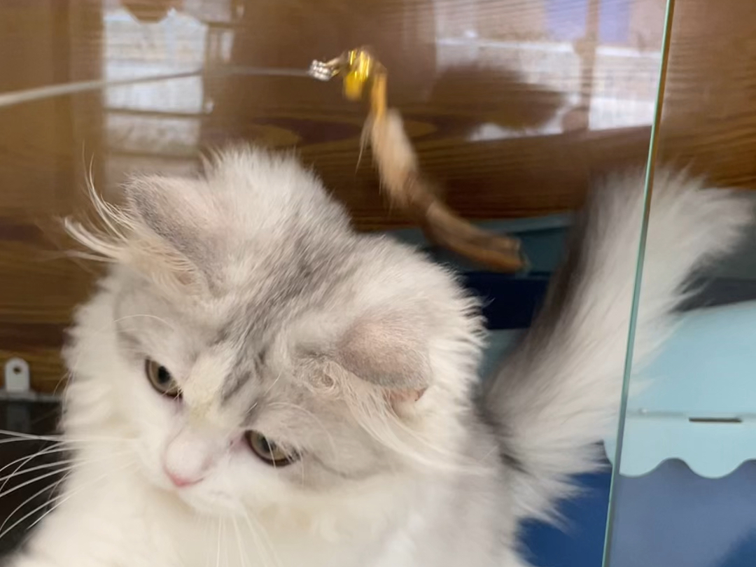 美短长毛起司妹妹找家长