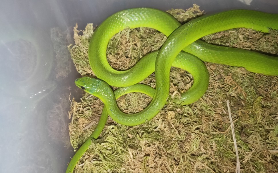 翠青蛇傲娇翠青蜕皮后的首次开食