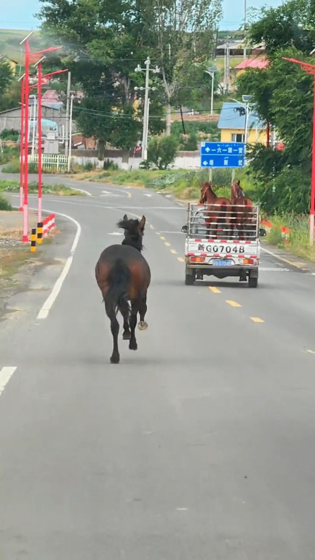 小马被拉走大马狂追车,男子误以为被卖得知真相感动:好朋友分离哔哩哔哩bilibili