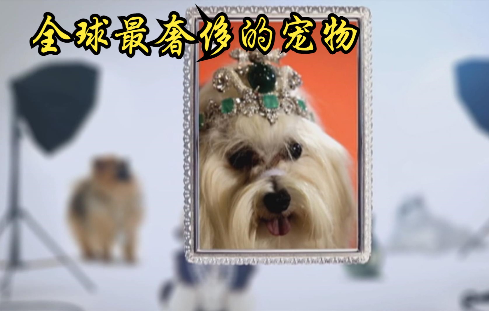 【英国】【纪录片】全球最奢侈的宠物 The world's most luxurious pet哔哩哔哩bilibili