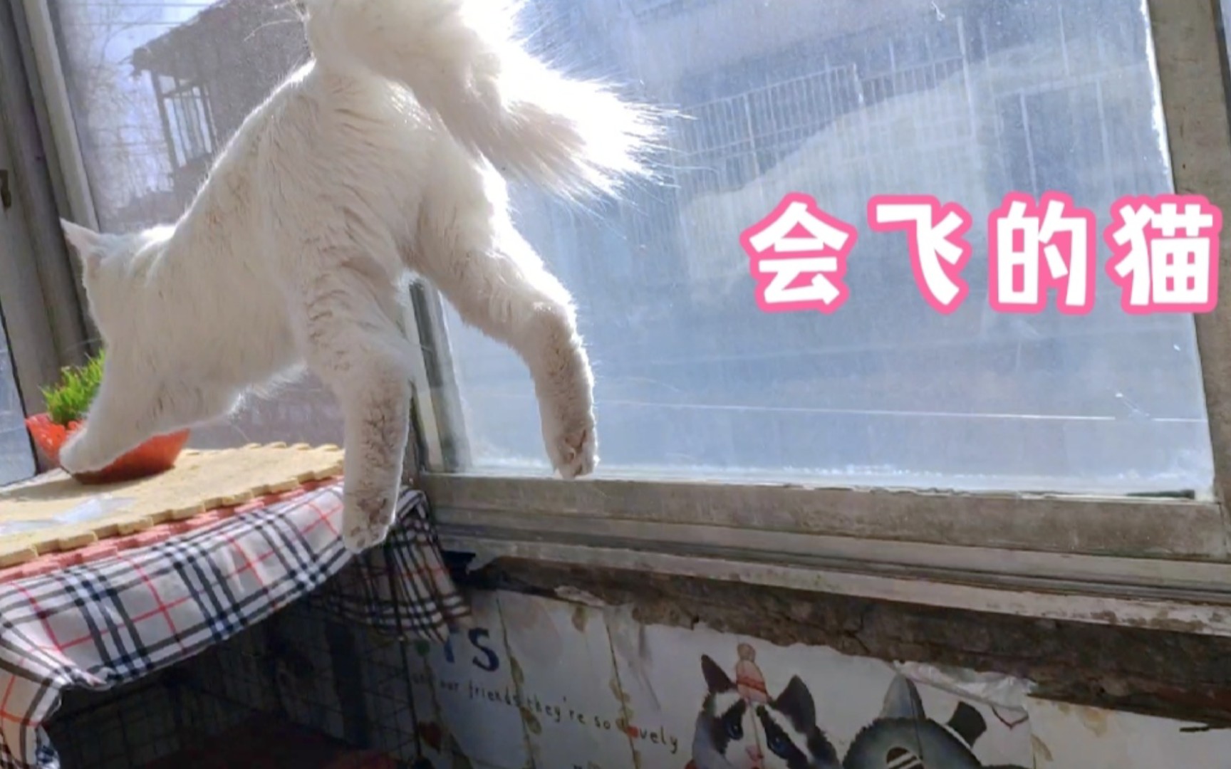 [图]一只会飞的猫