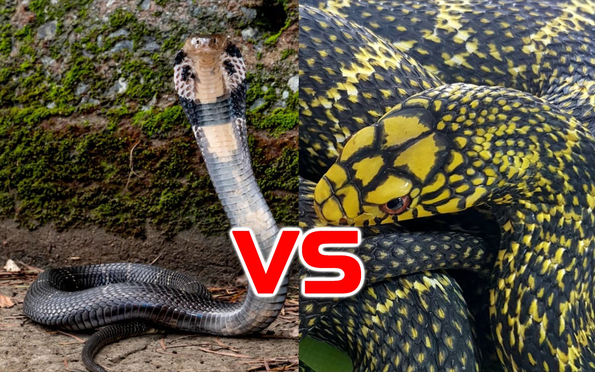 王锦蛇vs眼镜王蛇图片