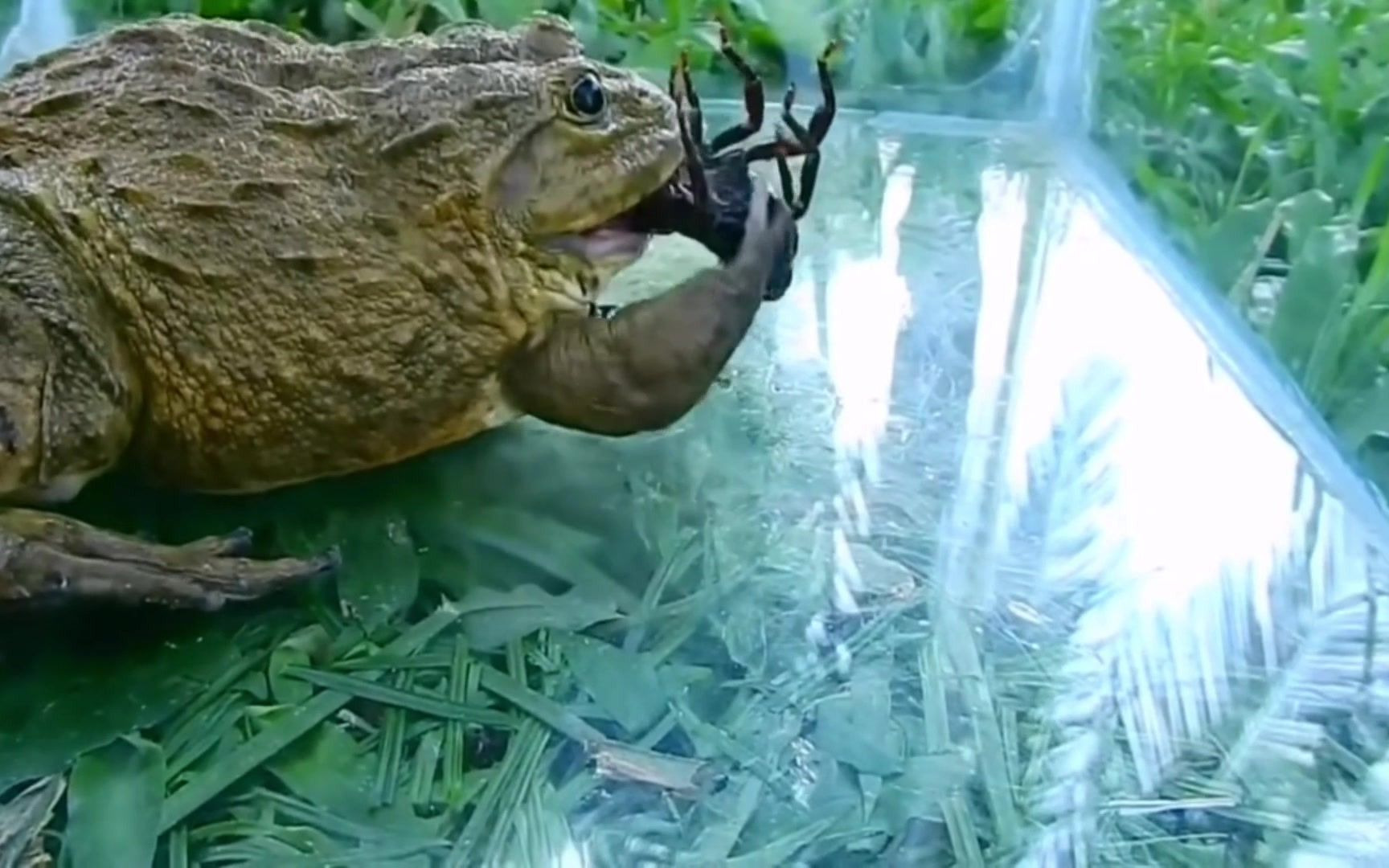 癞蛤蟆大战蝎子!