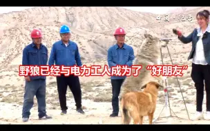 Скачать видео: 边疆电力工人救助一只野狼，他们成为了“好朋友”！