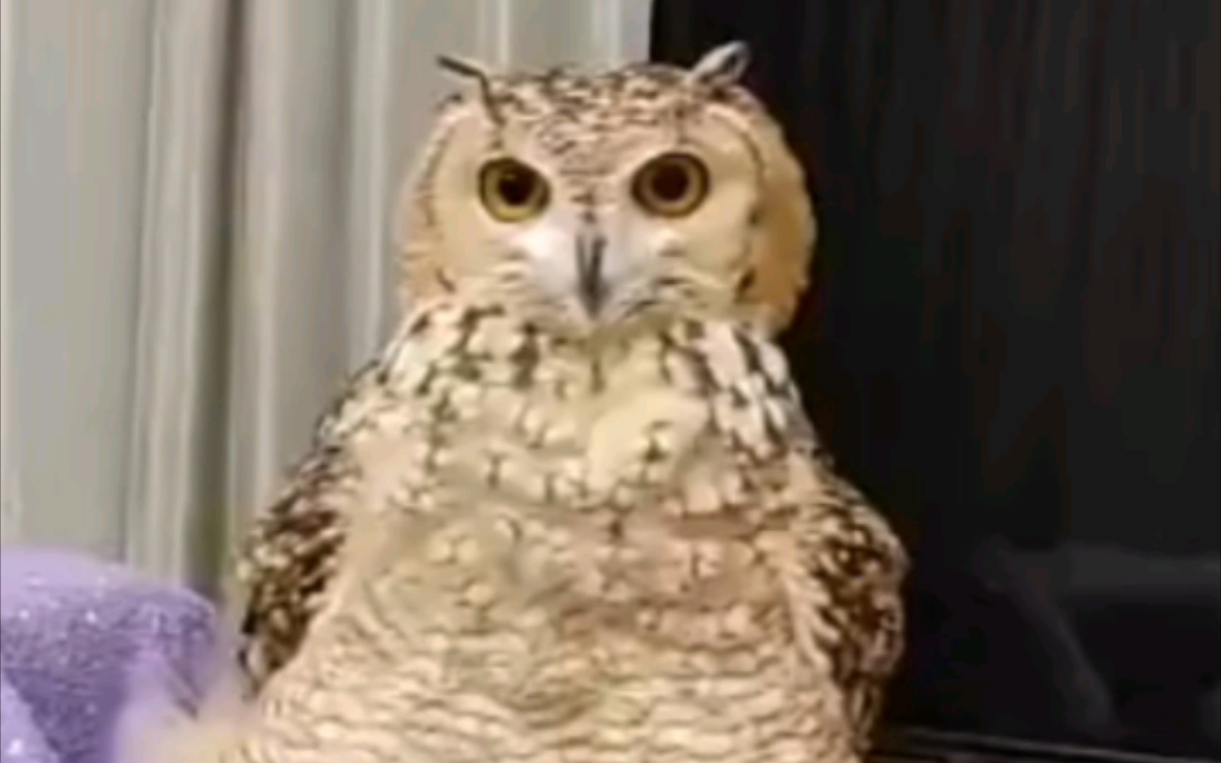 【猫头鹰】是你见过的咕咕鸡合集