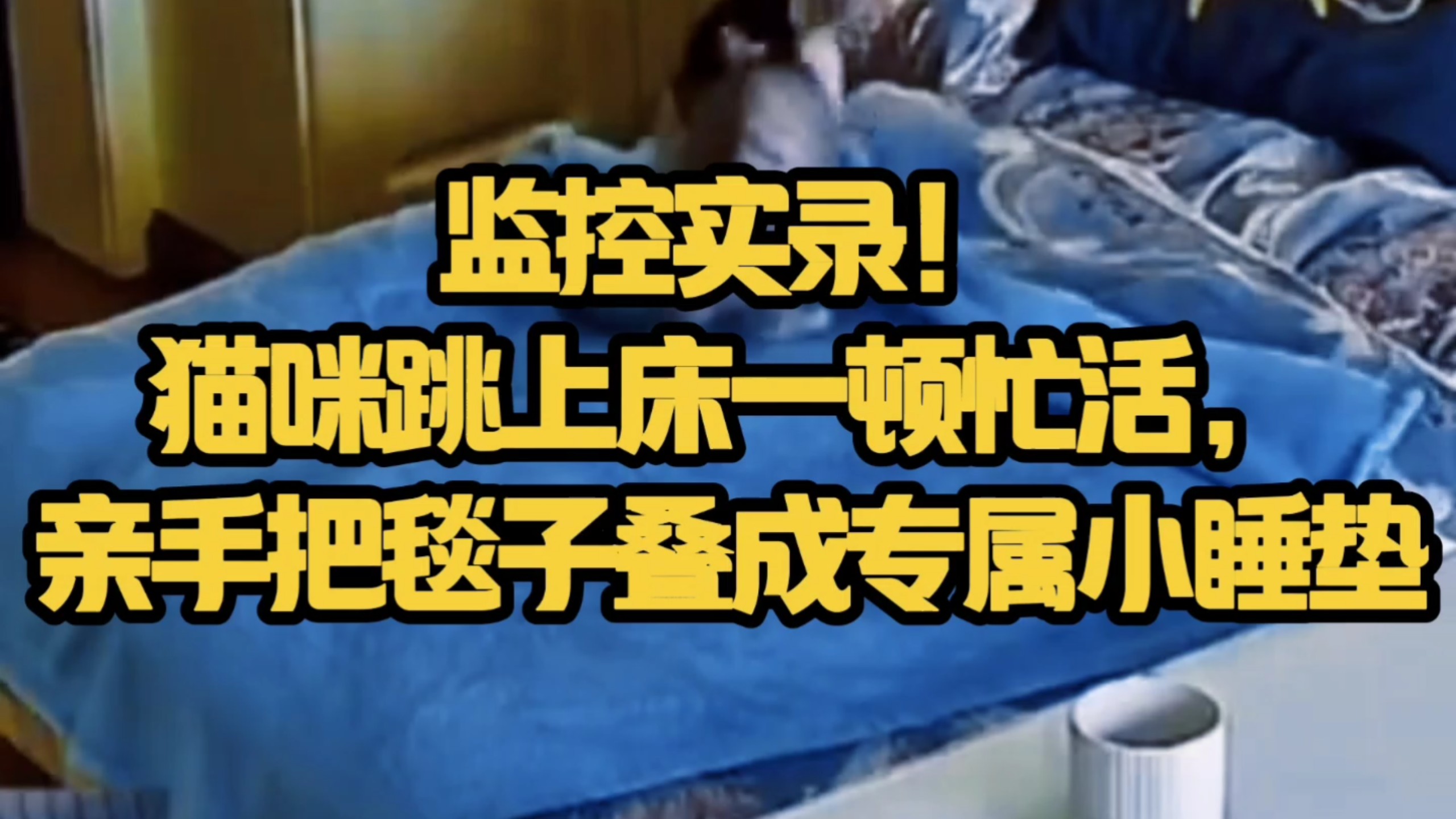 监控实录！猫咪跳上床一顿忙活，亲手把毯子叠成专属小睡垫