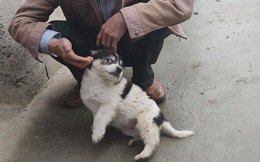 三色小土狗去粉丝家,一路顺风
