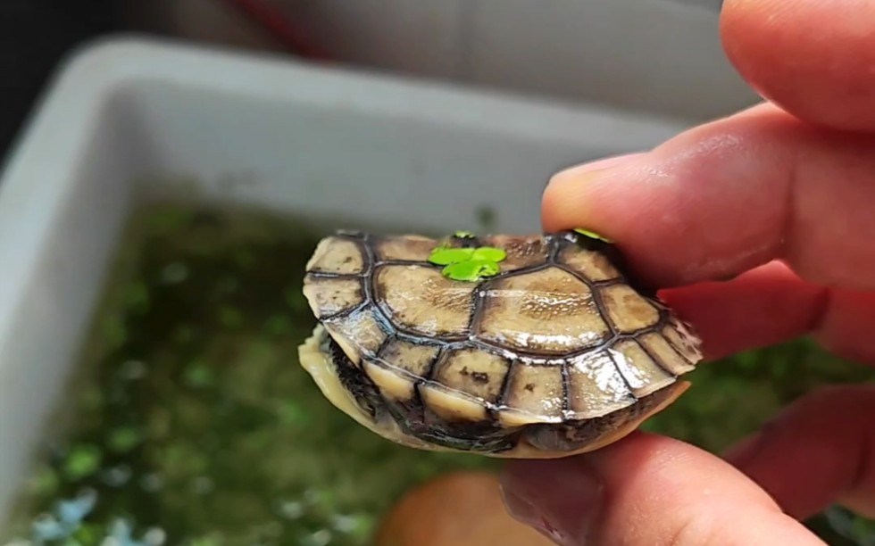 昨天买龟送的一个好玩的小青