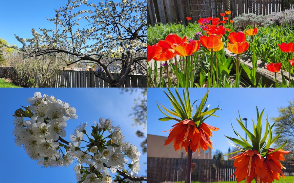 [图]Sophie's Garden 又到樱花和郁金香的季节了