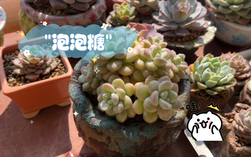 【多肉】泡泡糖(入春晒晒太阳就上色,静待三月更美)