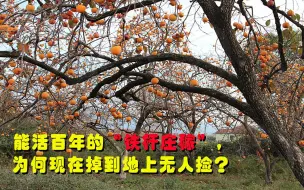 Download Video: 曾经的“铁杆庄稼”，种一年活一百年，为何现在烂在地上无人捡？