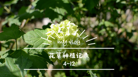 夏雪草 哔哩哔哩 Bilibili 夏雪草 哔哩哔哩 Bilibili