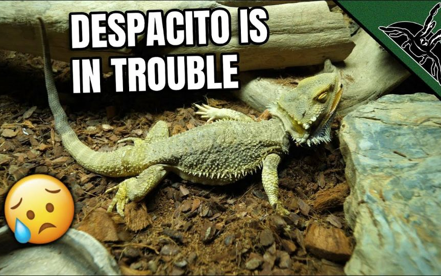 thedarkden大佬的鬃狮蜥死了