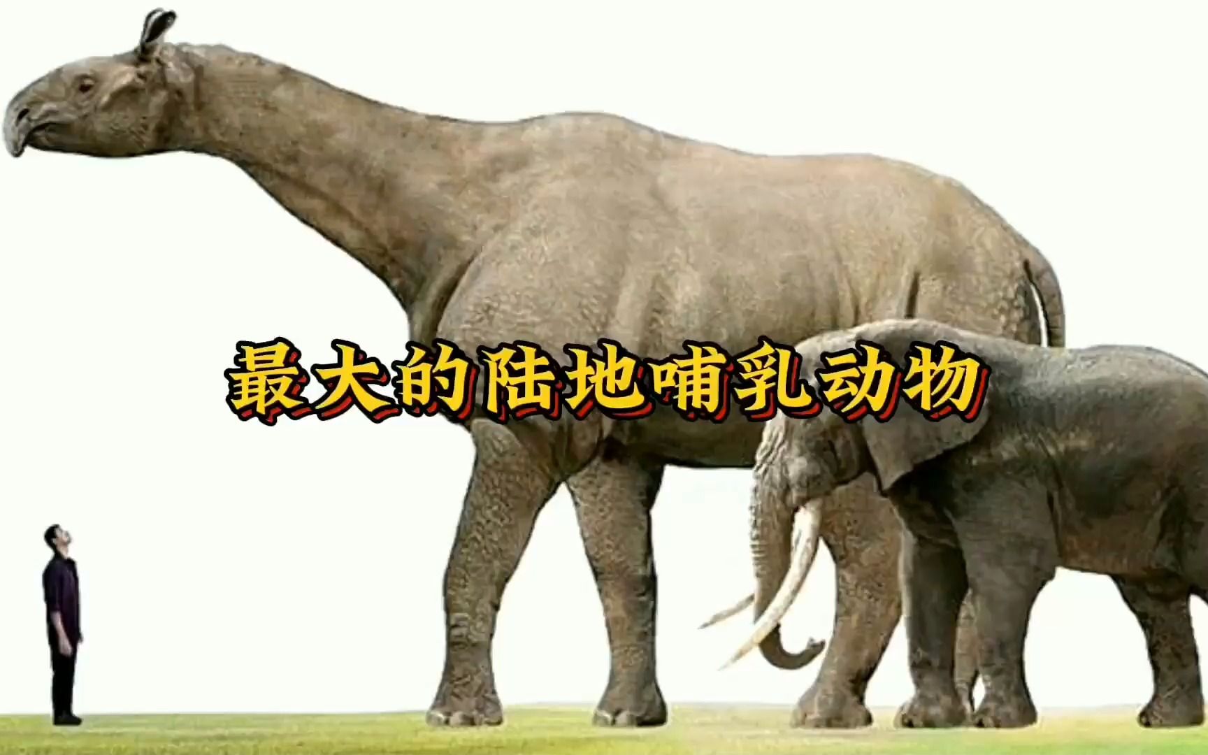 最大的陆地哺乳动物,古巨犀