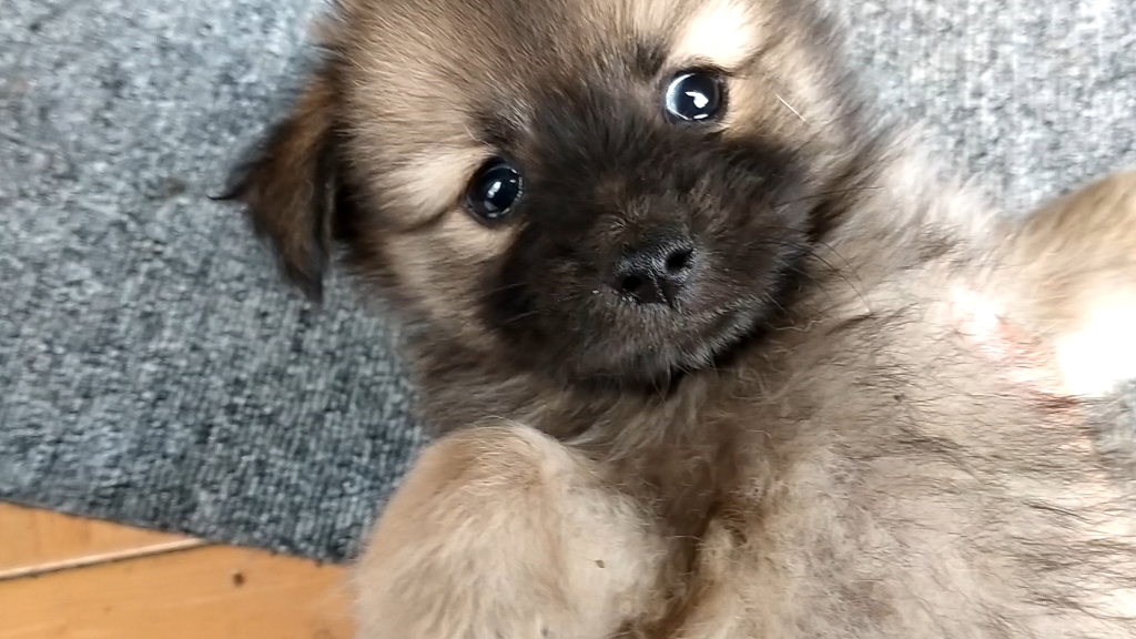 小灰狗被迫营业