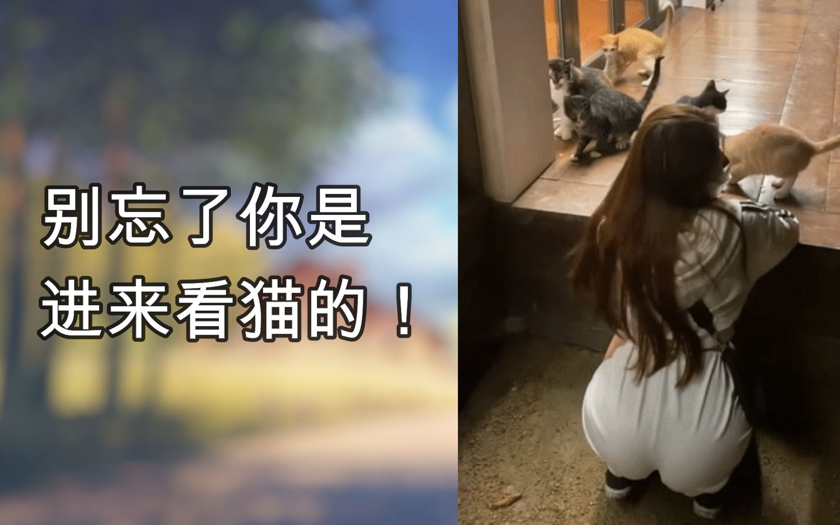 那些让人笑到头掉的沙雕GIF动态图合集(≧∇≦)/ 第90期 别忘了你是进来看猫的!_哔哩哔哩_bilibili