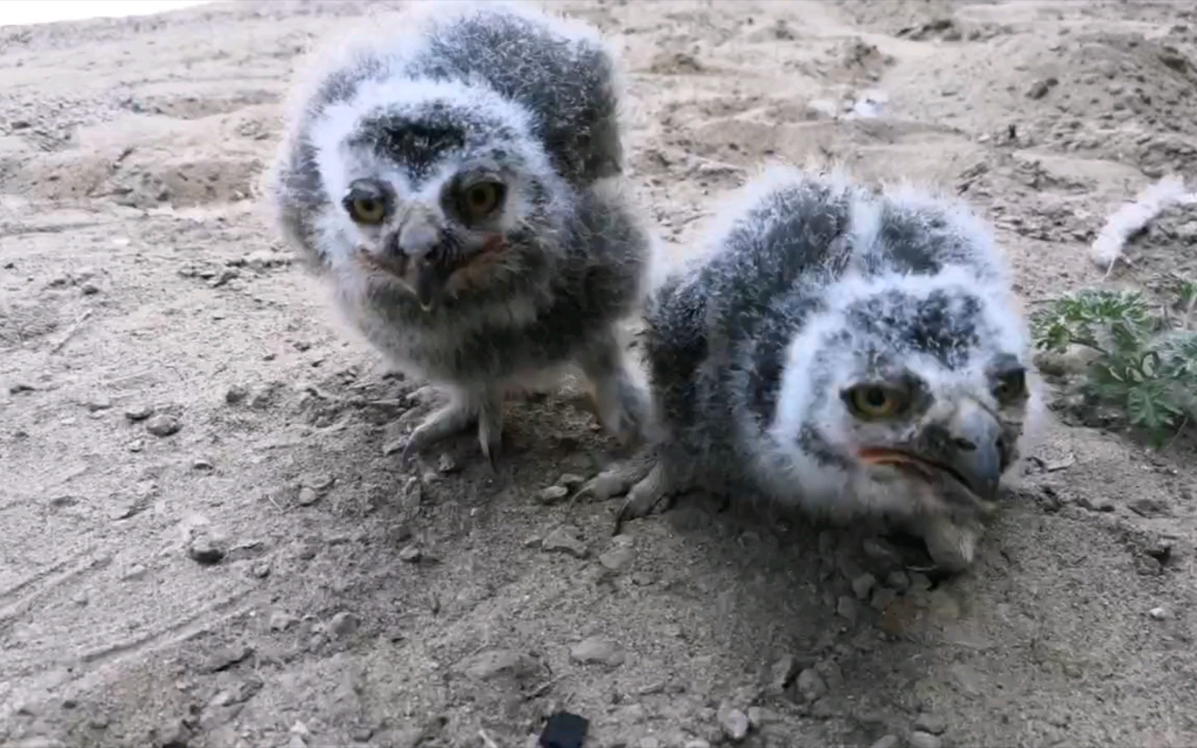 两个星期过去,雪鸮宝宝全身变成了黑灰色.眼妆是不是浓了点