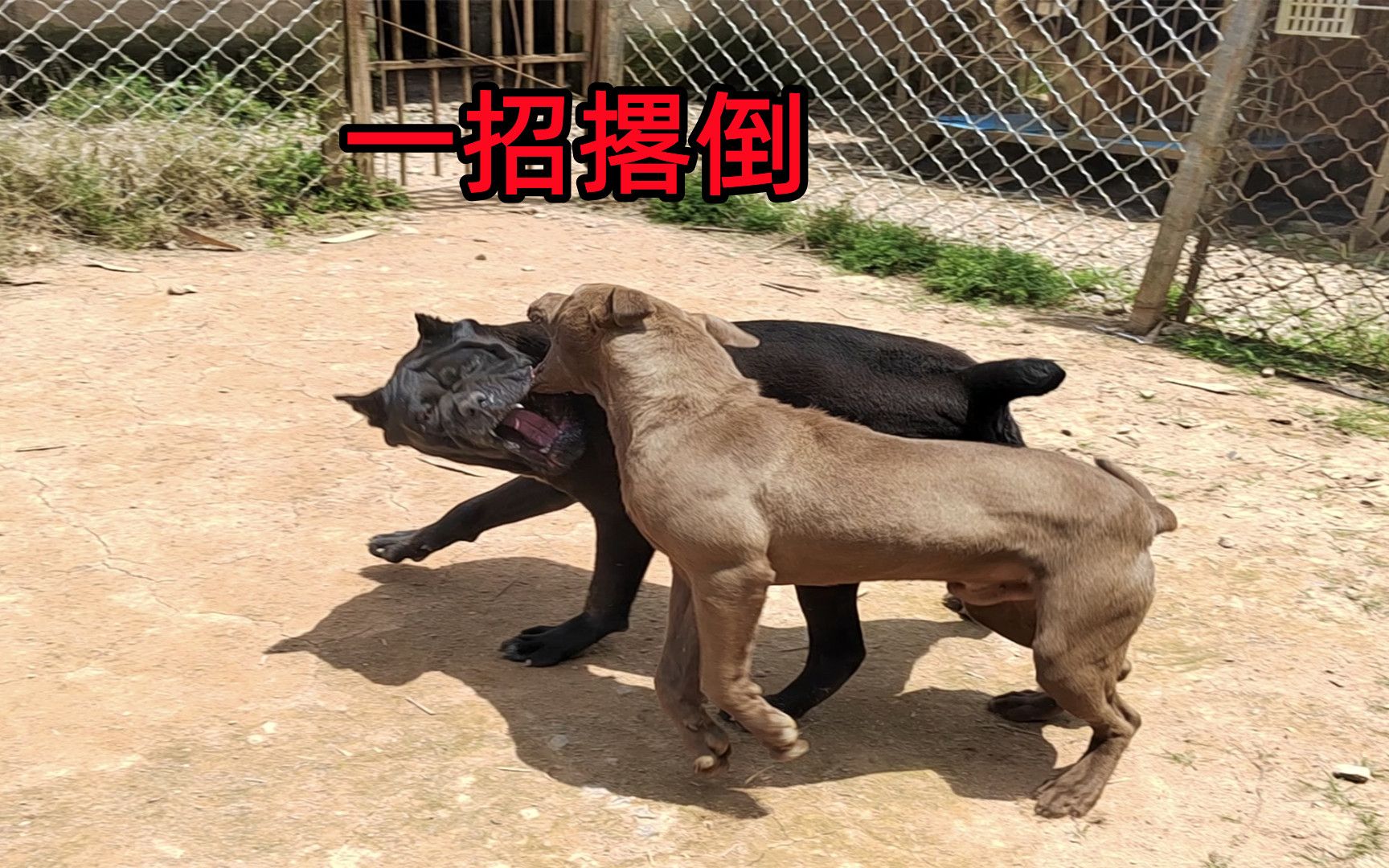 卡斯罗犬与比特犬谁厉害,猛犬对决立分高下