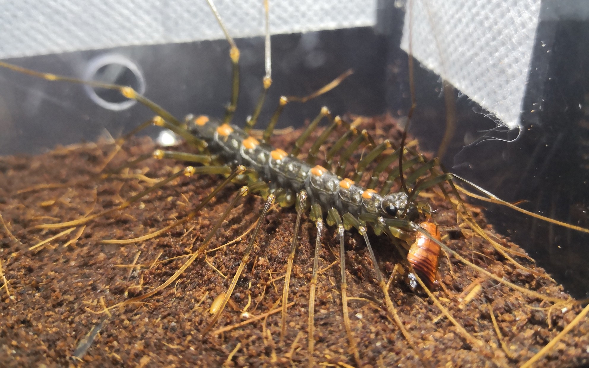 火山蚰蜒扑杀蟑螂(慢镜头)