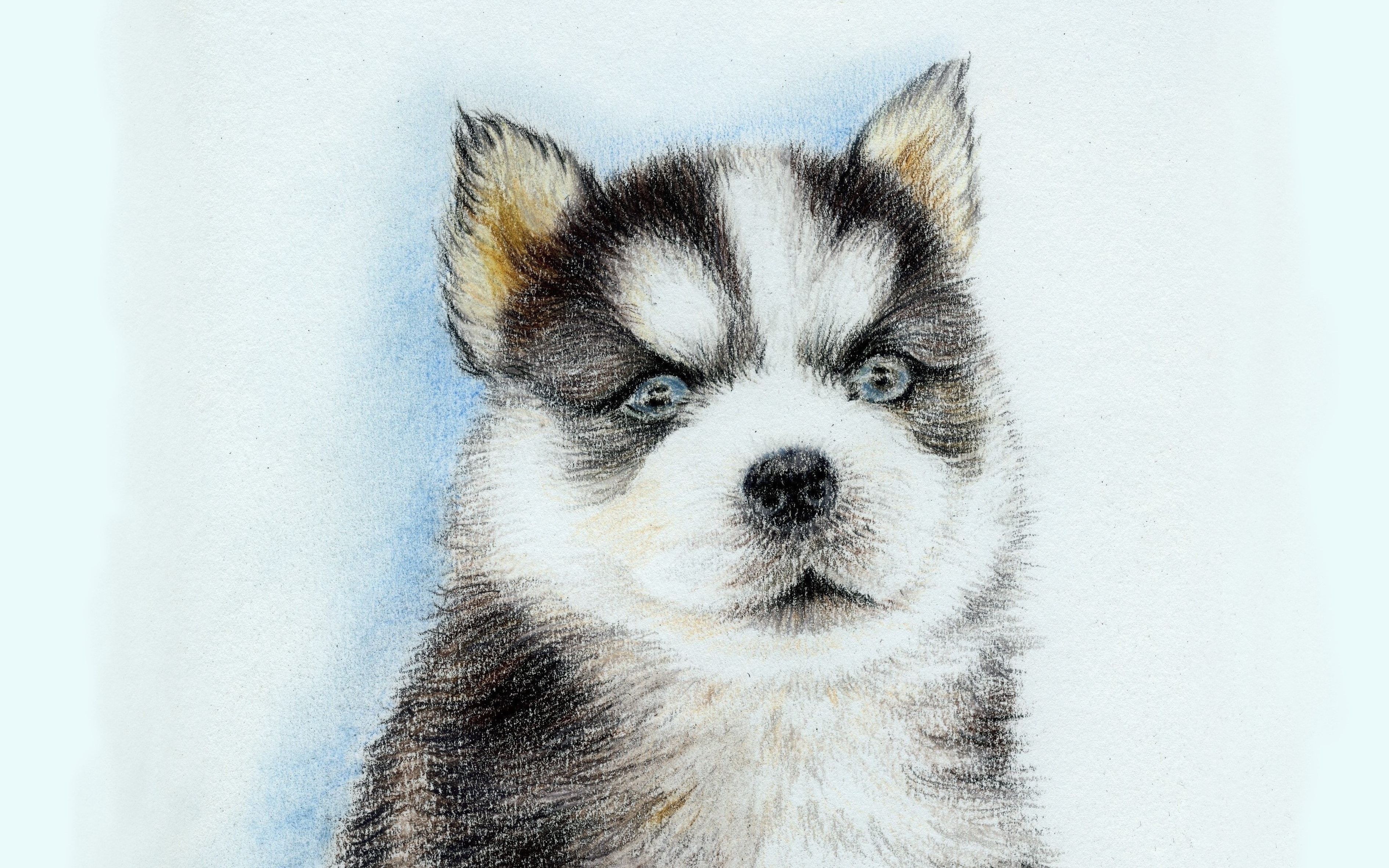 彩铅手绘过程——小哈是不是二哈?