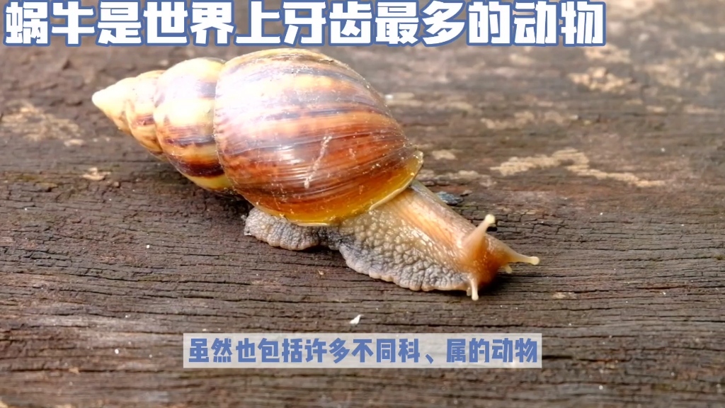 蜗牛是世界上牙齿最多的动物 #每日一学小知识哔哩哔哩bilibili